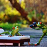 Animals facial recognition